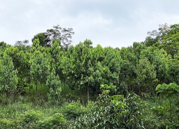 Quế Quỳ - 'vàng xanh' giữa đại ngàn