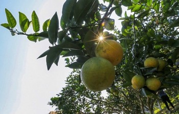 Xúc tiến thương mại - Cú hích làm mới thương hiệu Cam Cao Phong