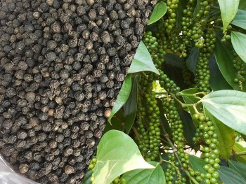 Giá trung bình xuất khẩu hồ tiêu tăng 64,3% so cùng kỳ