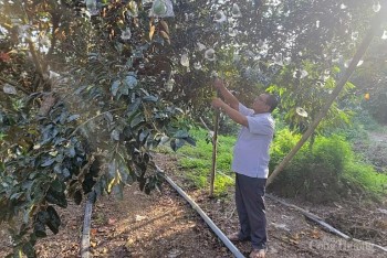 Xuất khẩu rau quả giảm, nông dân miền Tây lo thất thu