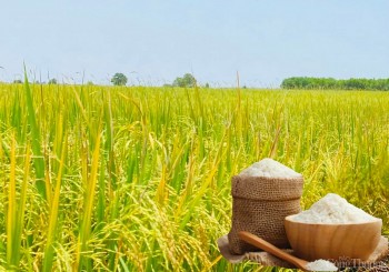 Giá lúa gạo hôm nay ngày 21/5: Gạo nguyên liệu quay đầu giảm
