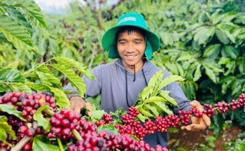 Ứng dụng AI và cảm biến trong nông nghiệp nông thôn