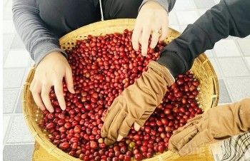 Giá cà phê xuất khẩu giảm mạnh gần 4%