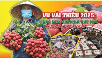 Longform | Vụ vải thiều 2025: Đặc sản miền núi bứt phá thị trường toàn cầu