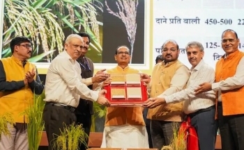 Ấn Độ công bố hai giống lúa chỉnh sửa gen đầu tiên