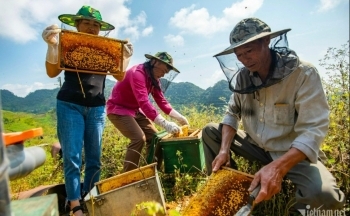 Xây dựng thương hiệu sản phẩm miền núi: Chuyên gia khuyến nghị