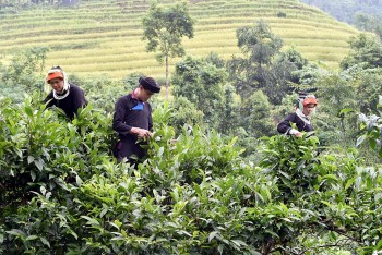Chè Shan tuyết Hà Giang: ‘Mạch nguồn xanh’ giúp đồng bào Dao thoát nghèo