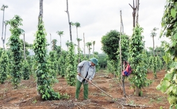 Quảng Trị: Nâng giá trị thương hiệu cho đặc sản địa phương