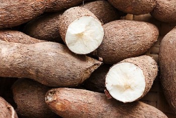 Xuất khẩu sắn tăng mạnh, kỳ vọng khởi sắc trở lại