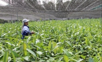 Cây dược liệu ‘chữa nghèo’ cho bà con dân tộc thiểu số