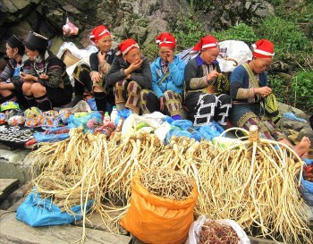 Lào Cai ‘mở đường’ tiêu thụ nông sản vùng cao: Kết nối chặt, tiêu thụ bền