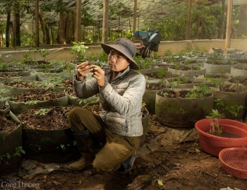 Sâm Ngọc Linh: Chìa khóa thoát nghèo cho đồng bào Xơ Đăng