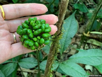 Sâm Lai Châu: Xây dựng thương hiệu để thoát nghèo bền vững