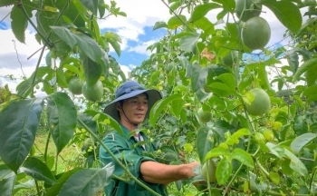 Xây dựng nông thôn mới bằng mô hình hợp tác xã liên kết chuỗi