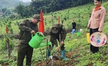 Điện Biên ra quân trồng mắc ca, hướng tới phát triển bền vững