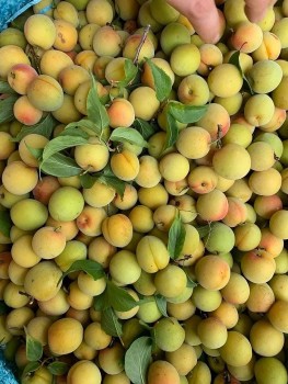 Mơ vàng ngập chợ, người tiêu dùng Hà Nội 'săn đón'