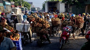 Hải Dương sắp tổ chức hội nghị xúc tiến vải thiều