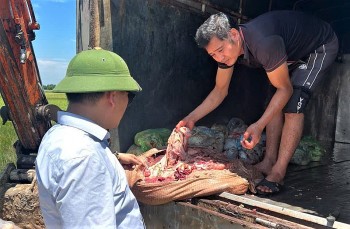 Hà Tĩnh: Phát hiện hơn 1 tấn nội tạng, da trâu bò không rõ nguồn gốc