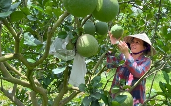 Ứng dụng công nghệ số nâng tầm sản phẩm nông thôn mới