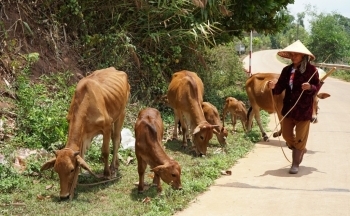 Đắk Nông: Gần 130 tỷ đồng hỗ trợ giảm nghèo năm 2025