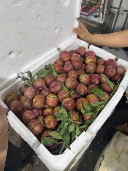 Mận hậu chính vụ hút khách, tiểu thương đua nhau 'hốt bạc'