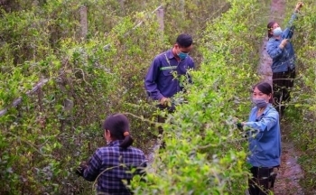 Bà con vùng cao Con Cuông giảm nghèo nhờ cây dược liệu