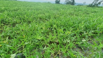 Hà Giang: Xây dựng thương hiệu dưa hấu sạch Bản Luốc