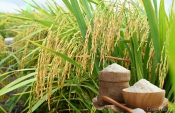 Giá lúa gạo hôm nay ngày 25/5 và tuần qua biến động