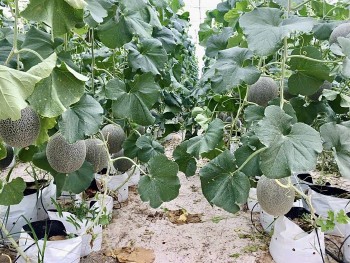 Công nghệ cao giúp nông dân Bình Thuận thoát nghèo bền vững