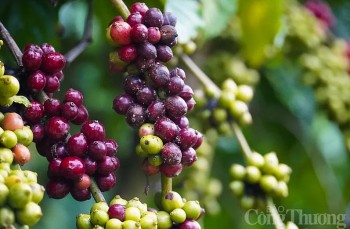 4 tháng năm 2025, xuất khẩu cà phê đạt 3,79 tỷ USD