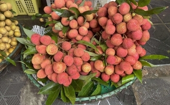 Vải đầu vụ giá cao, người dân ‘đau ví’ vẫn tìm mua