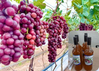 100% xã tại huyện Lâm Thao-Phú Thọ có sản phẩm OCOP