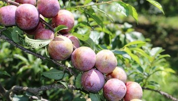 Sơn La thúc đẩy tiêu thụ mận hậu
