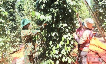 Dự báo giá tiêu ngày mai 26/5/2025: thị trường tăng nhẹ