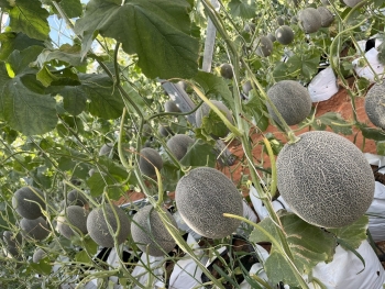 Xúc tiến thương mại mở lối cho dưa lưới công nghệ cao