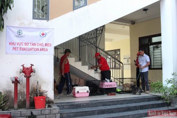 Đà Nẵng: Bảo vệ động vật đồng hành trong ứng phó thiên tai