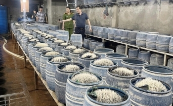 Lào Cai: Triệt phá hai cơ sở bán hơn 300 tấn giá đỗ ngâm hóa chất