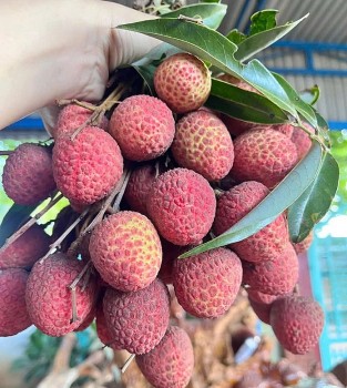 Tin Công Thương 27/5: Vải thiều đầu vụ giá cao vẫn đắt khách