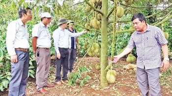 Tin Công Thương 29/5: Quản lý mã số vùng trong xuất khẩu nông sản