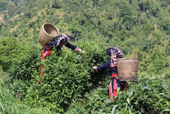 Chè Shan, chè Thái: Chuyện của núi, của người và khát vọng vươn xa
