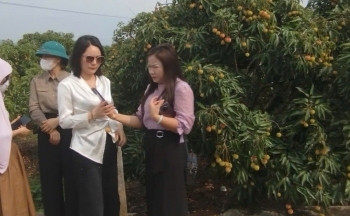 Thương nhân trong và ngoài nước đổ về vườn vải thiều Bắc Giang