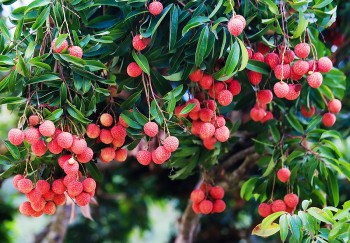 Bắc Giang ‘đánh thức’ tinh hoa làng quê bằng sản phẩm OCOP