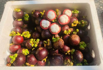 Măng cụt Thái 'làm mưa, làm gió' thị trường trái cây Việt
