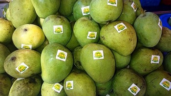 Xoài Yên Châu vươn tầm thương hiệu, mở rộng thị trường