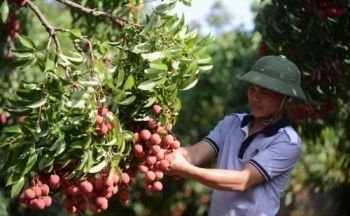 Hợp tác xã: Cầu nối sản xuất trong xây dựng nông thôn mới