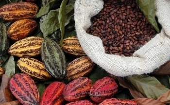 EU siết kiểm soát ngành ca cao và nông sản nhập khẩu