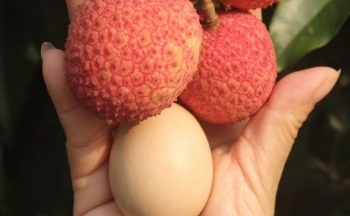 Sắp diễn ra phiên chợ vải Hưng Yên năm 2025 tại Ecopark