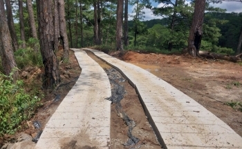Lâm Đồng: Phát hiện đường bê tông 'mọc' trong rừng phòng hộ