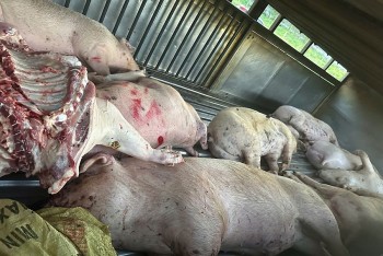 Sau vụ C.P bị tố bán thịt heo bẩn, siết chặt hoạt động giết mổ
