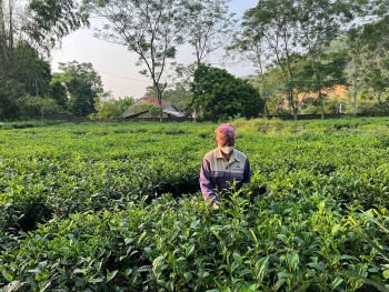 Nâng cao chất lượng, giá trị thương hiệu chè Phú Thọ